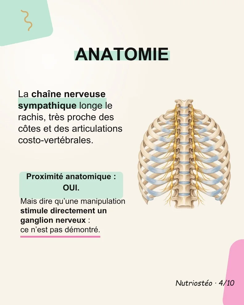 Diapositive 4 sur 10 : La chaîne sympathique et les côtes